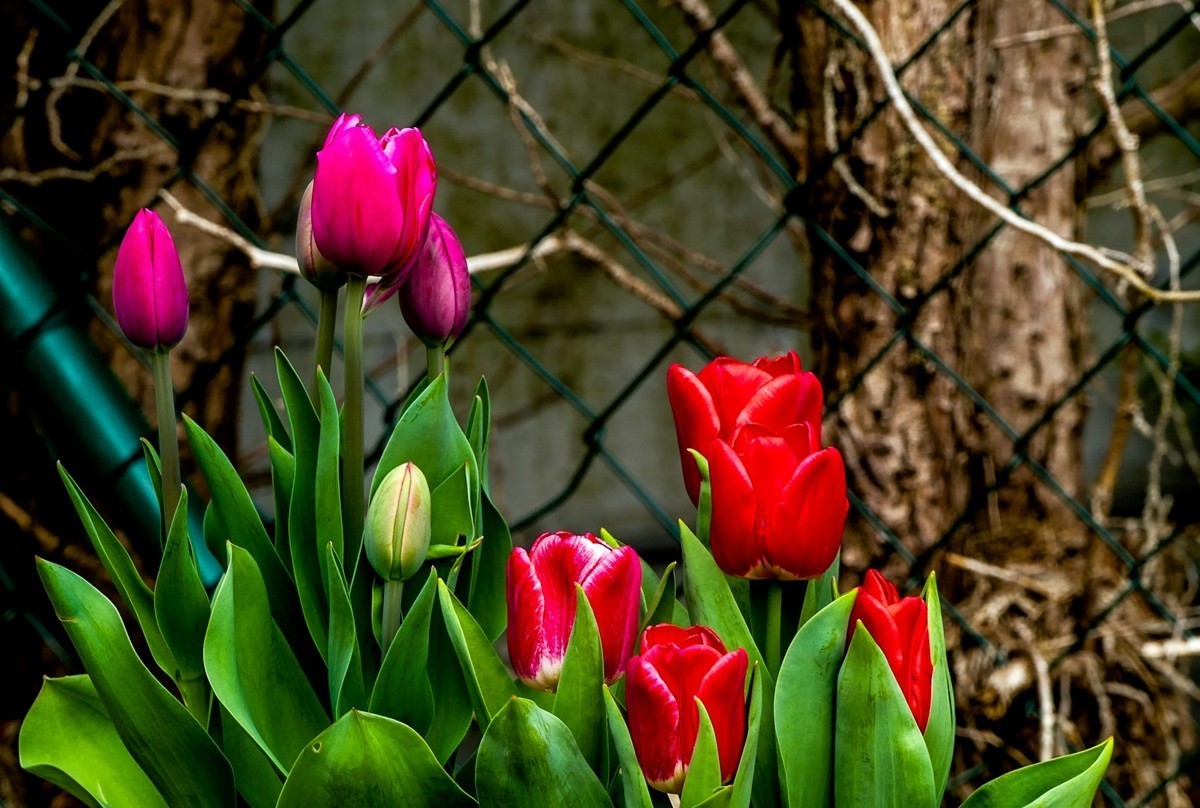 携花拜友，祝师友春安！！！