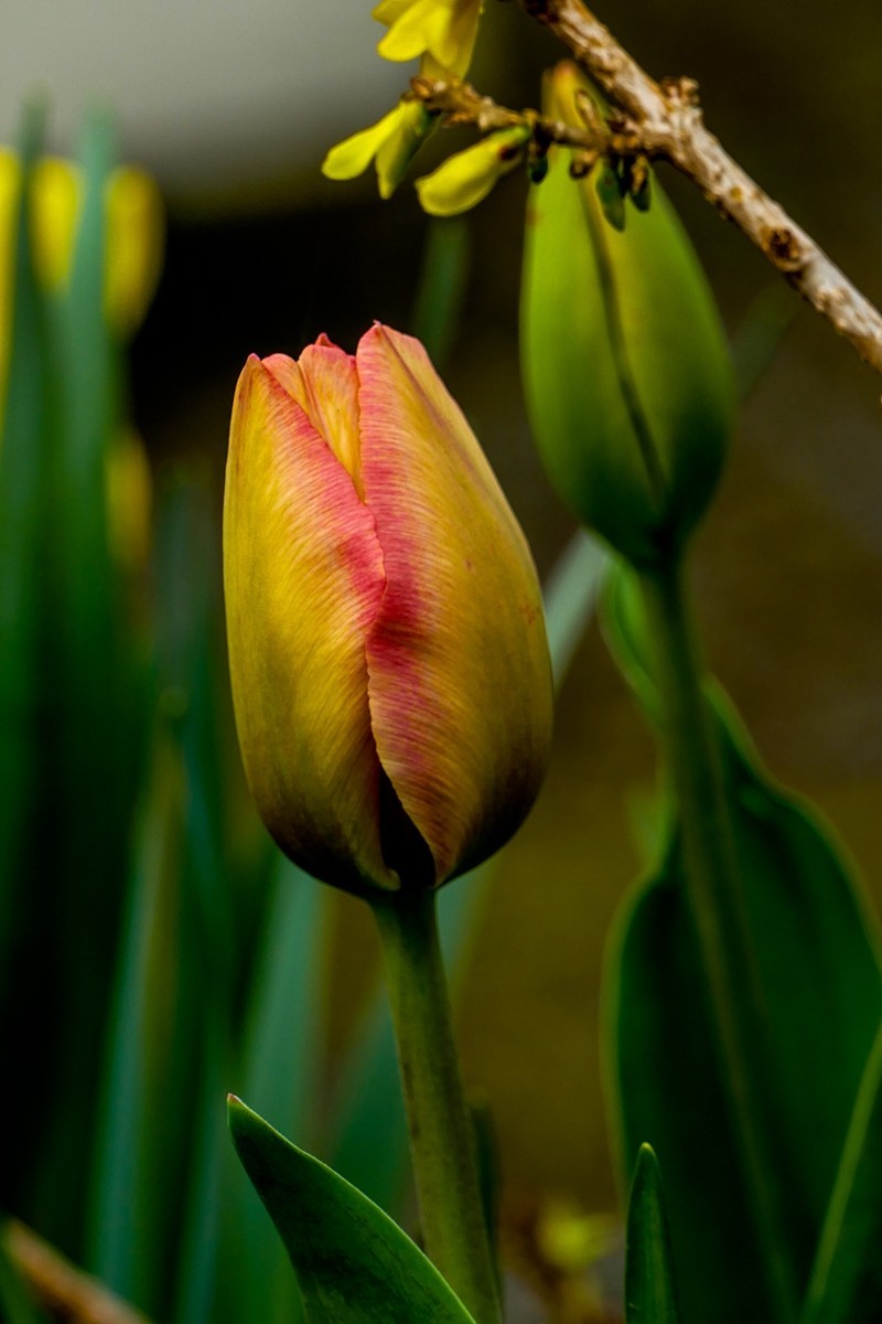 携花拜友，祝师友春安！！！