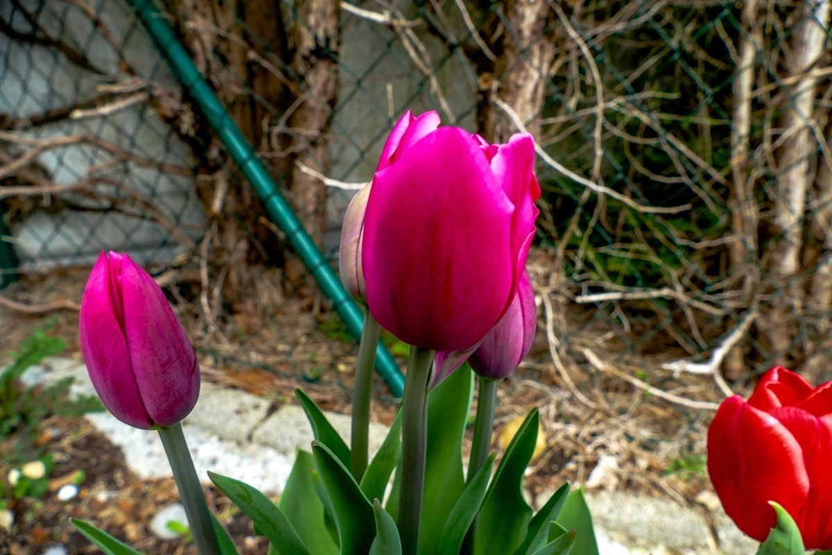 携花拜友，祝师友春安！！！