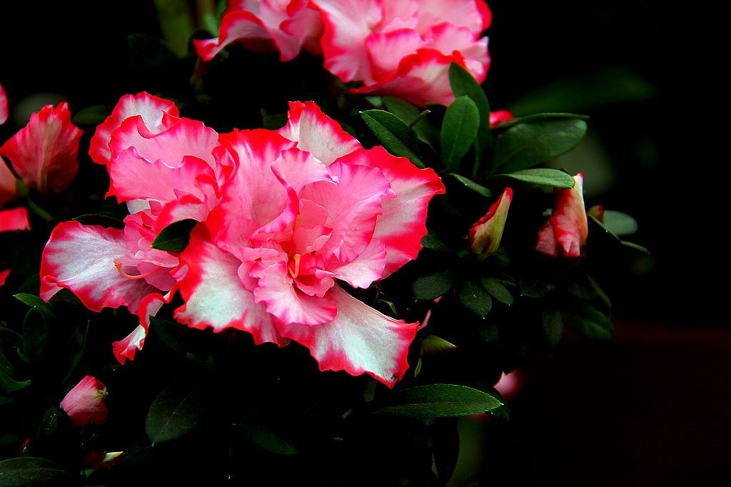 zol论坛>摄影论坛>地方俱乐部论坛>上海论坛>杜鹃花>1024_683