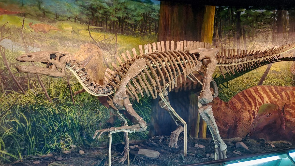 甘肃博物馆之古生物化石