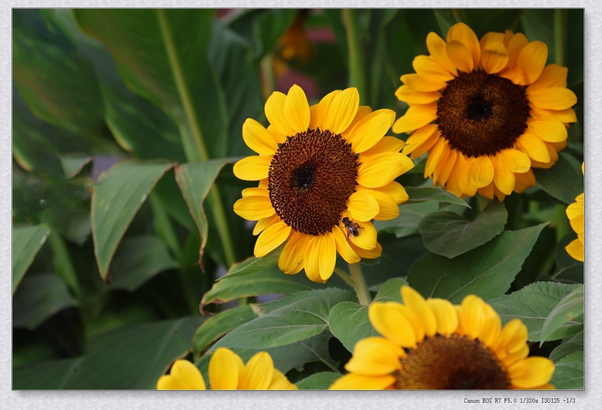 甲辰年花坛里的小花花【2024-155】