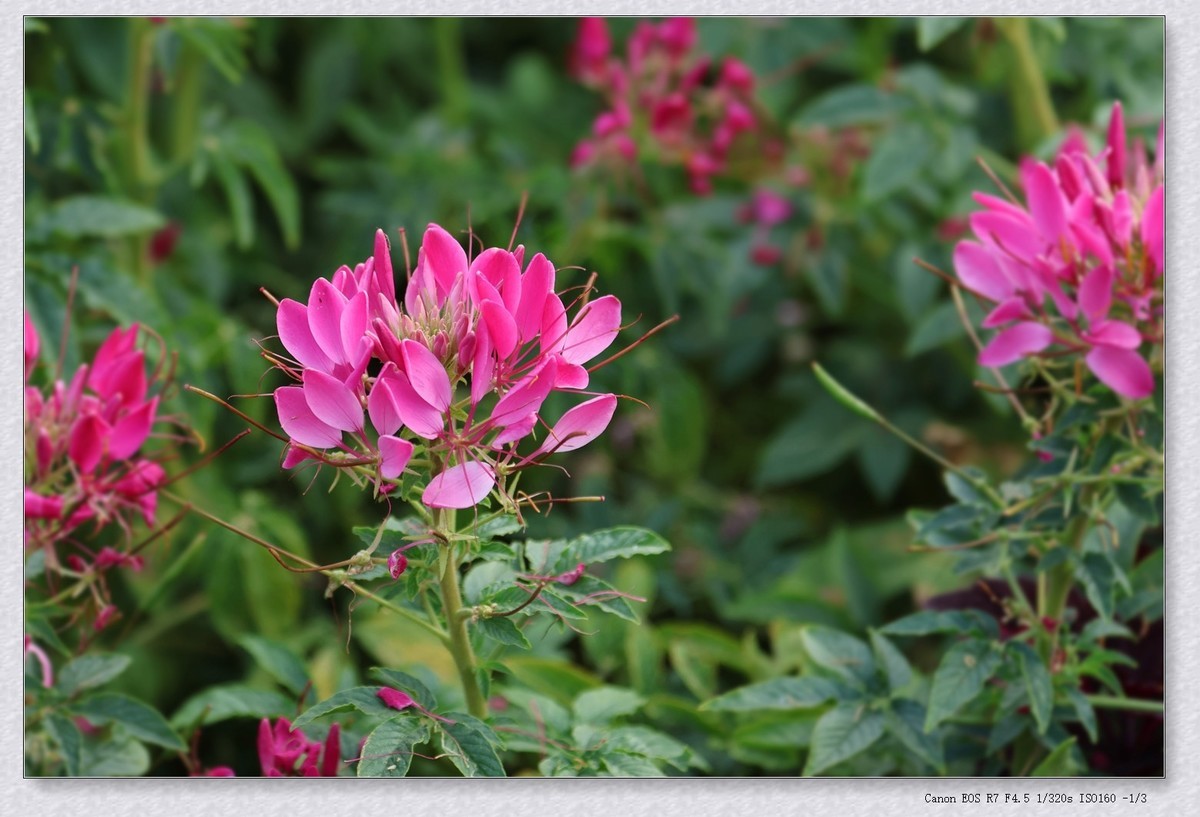 甲辰年花坛里的小花花【2024-155】