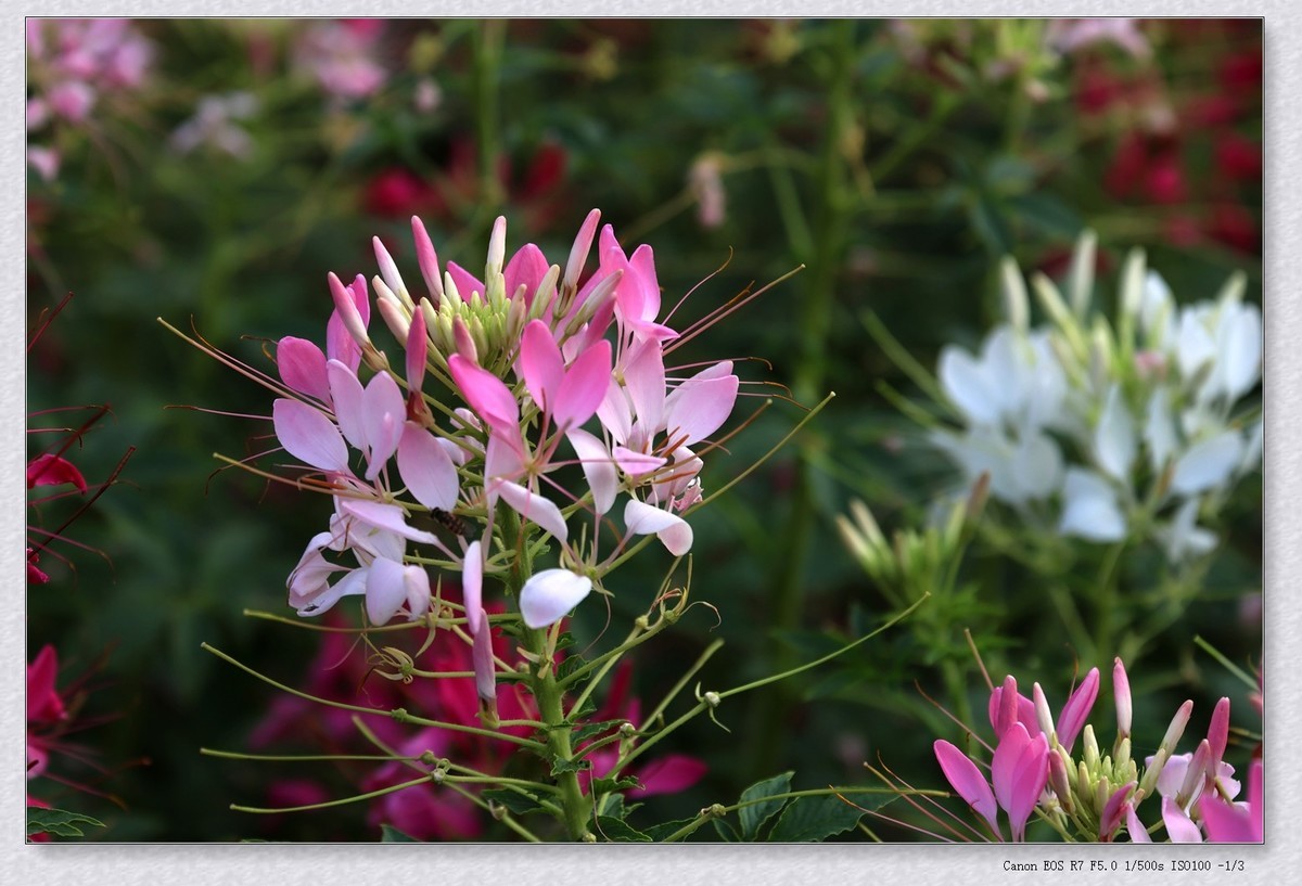 甲辰年花坛里的小花花【2024-155】