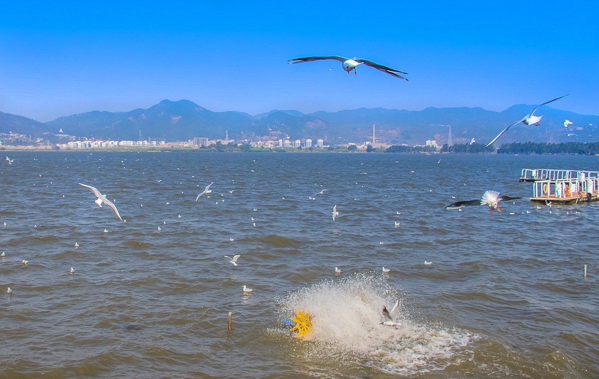 2024-10-24昆明海埂（五）
