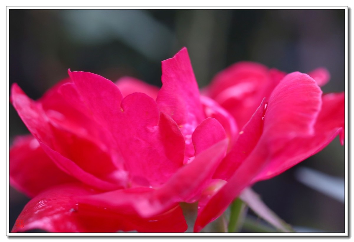 40饼接了个12mm近摄圈