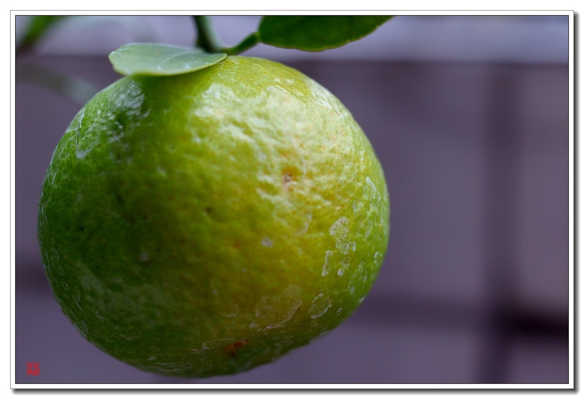 40饼接了个12mm近摄圈