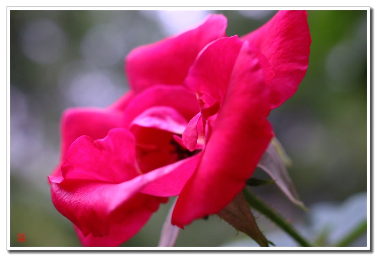 40饼接了个12mm近摄圈