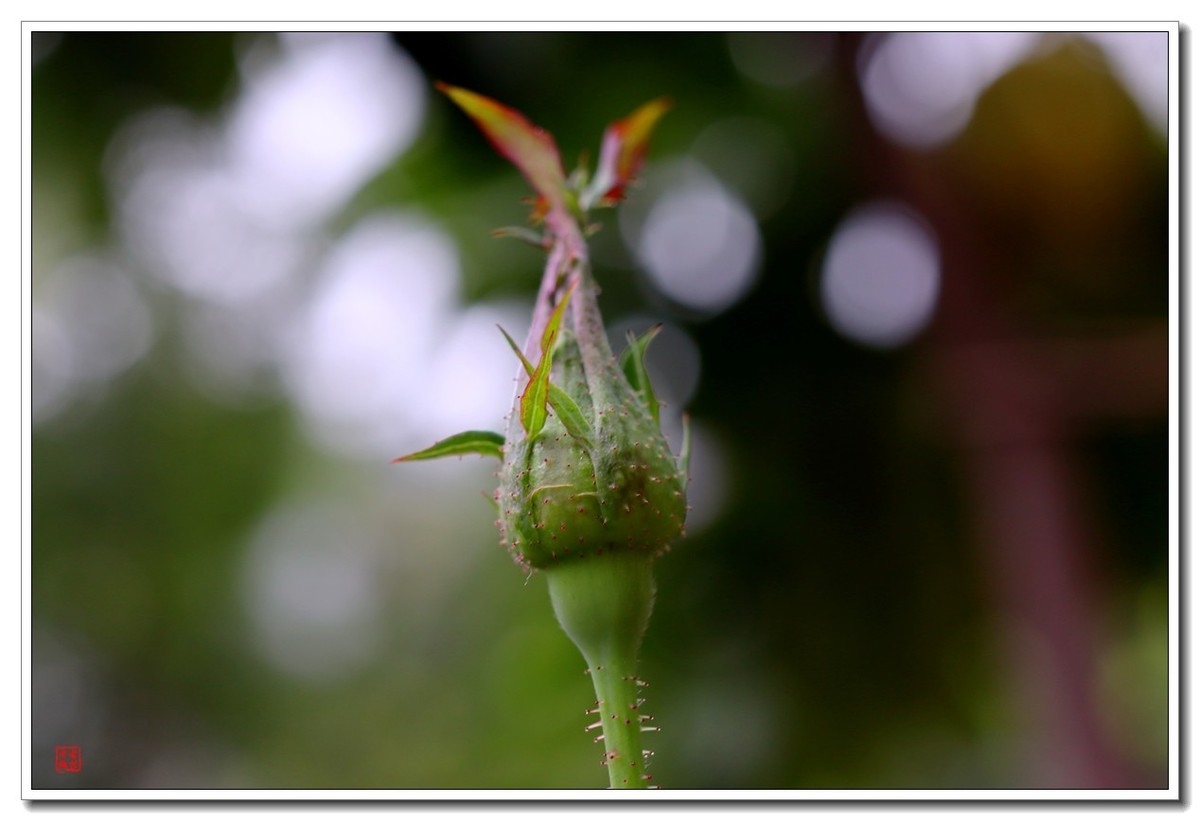 40饼接了个12mm近摄圈