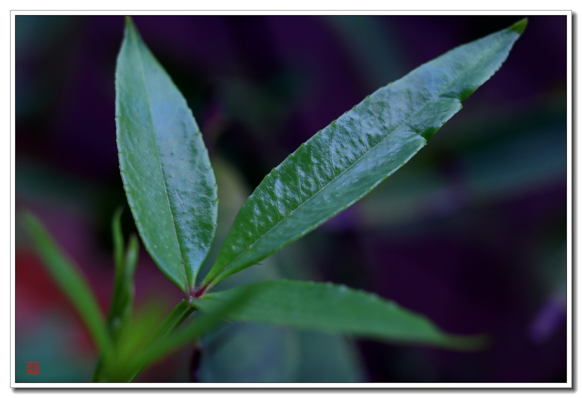 40饼接了个12mm近摄圈