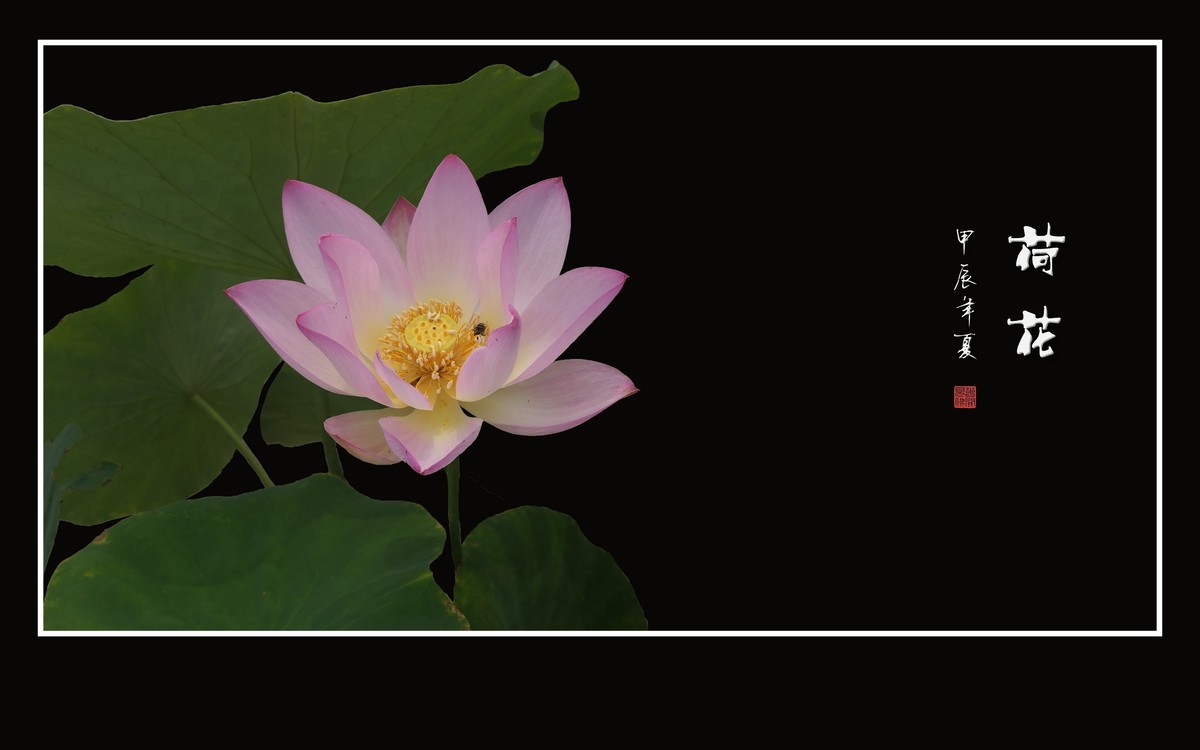 圣洁娇媚的荷花