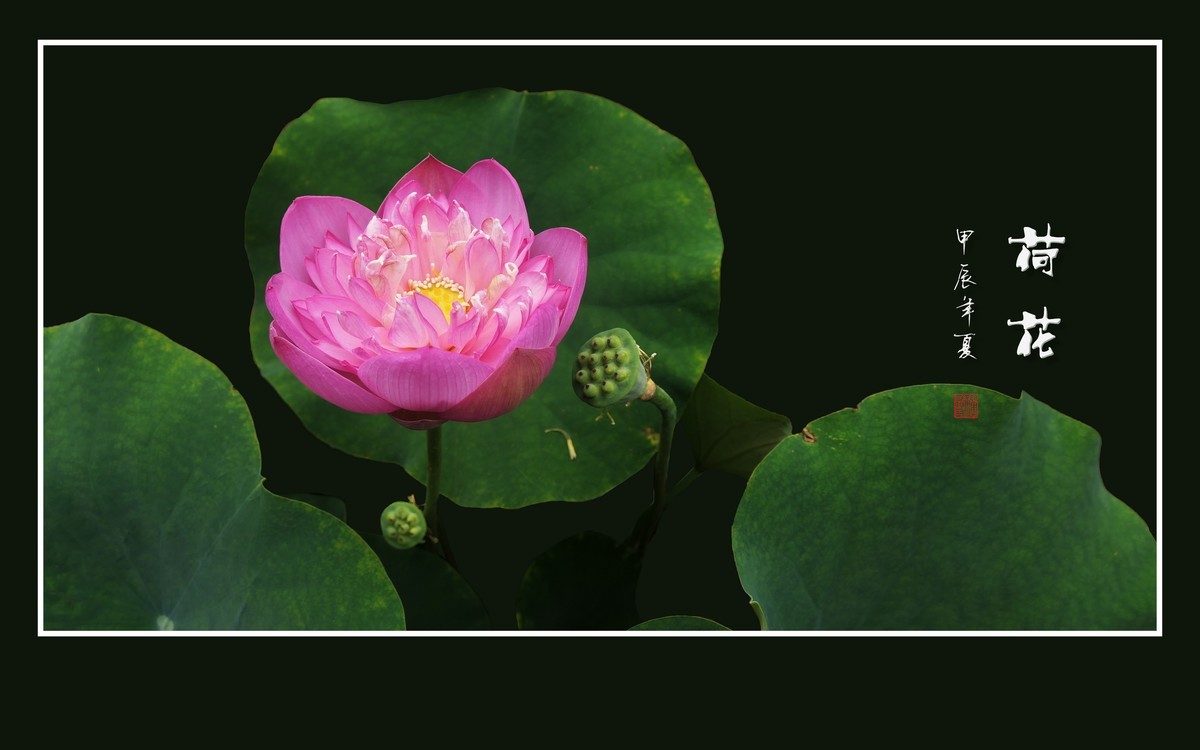 圣洁娇媚的荷花