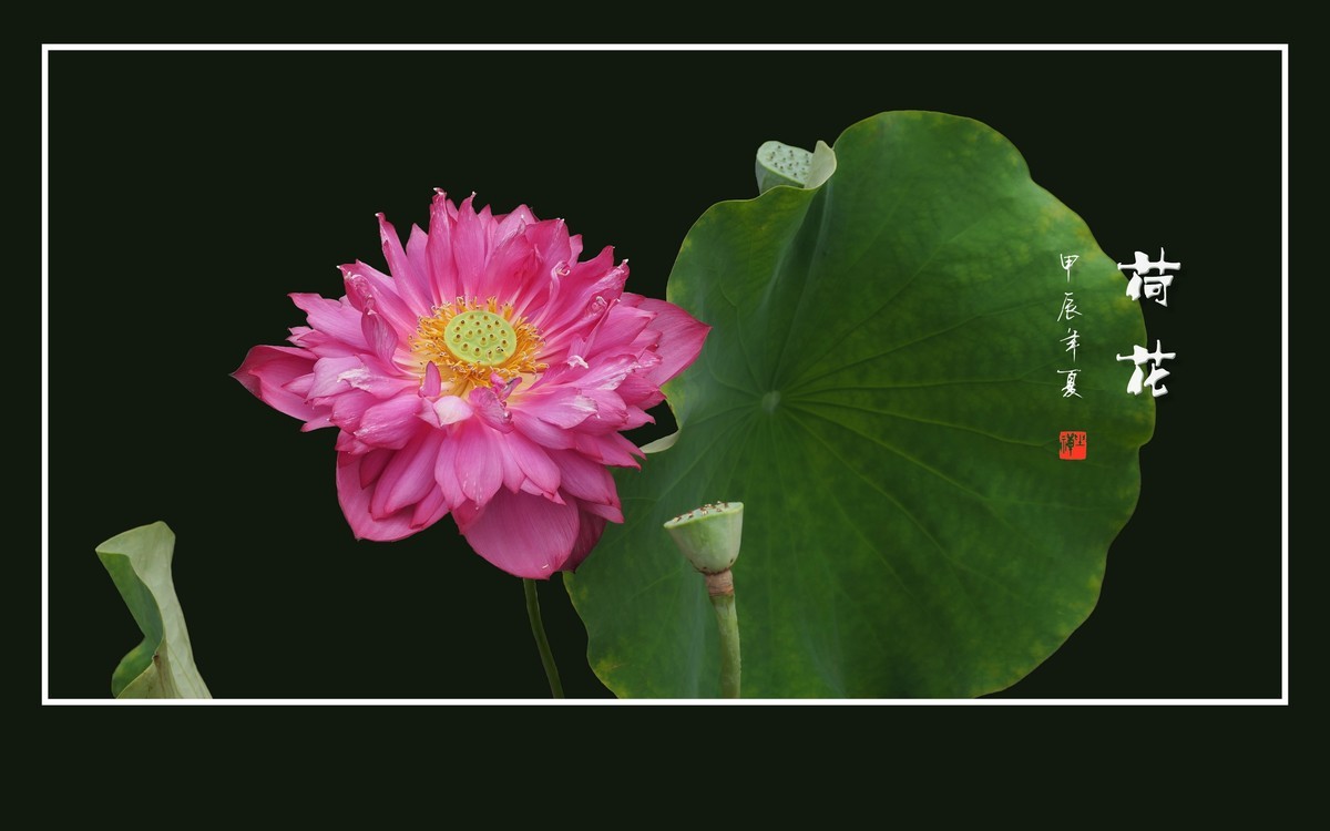 圣洁娇媚的荷花