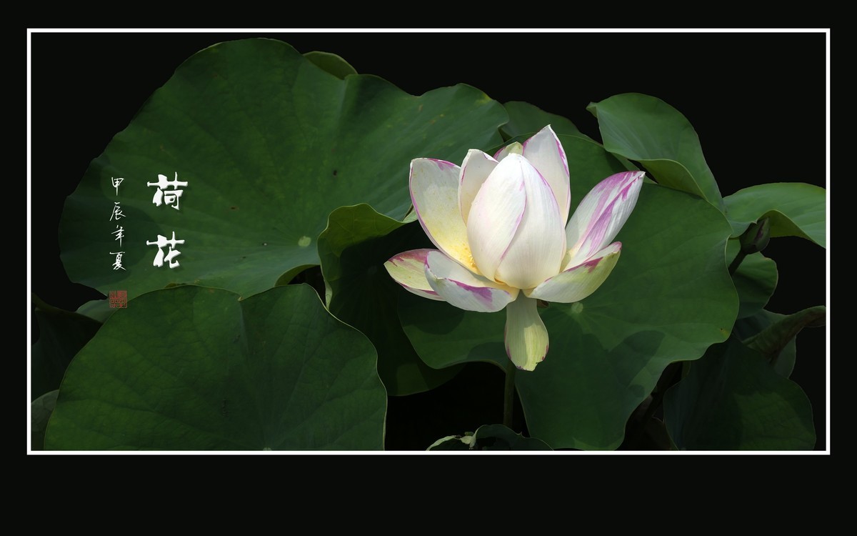 圣洁娇媚的荷花