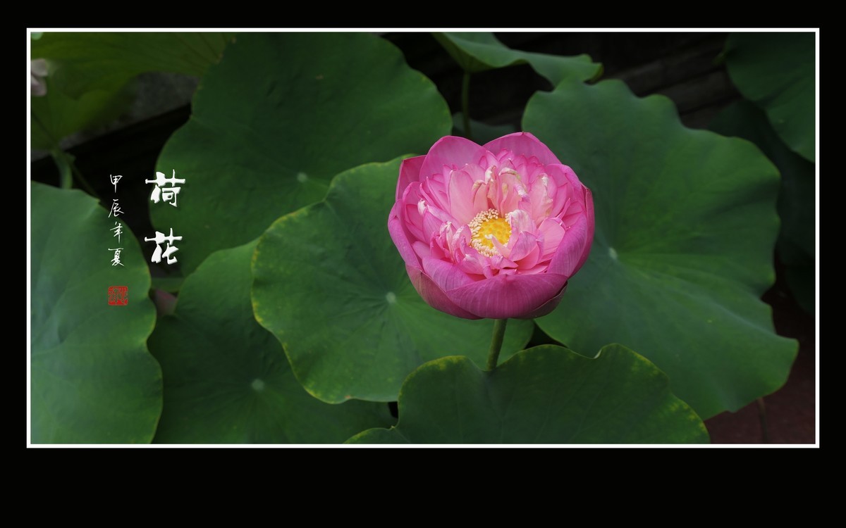 圣洁娇媚的荷花