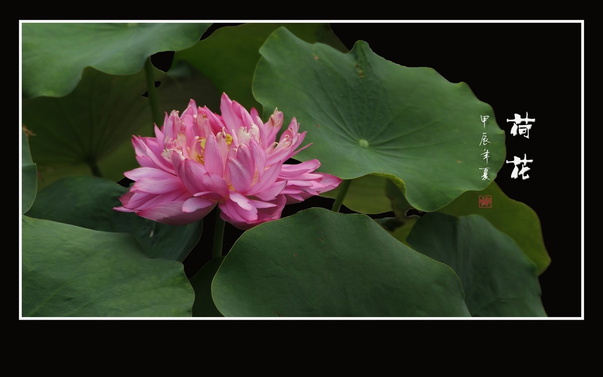 圣洁娇媚的荷花