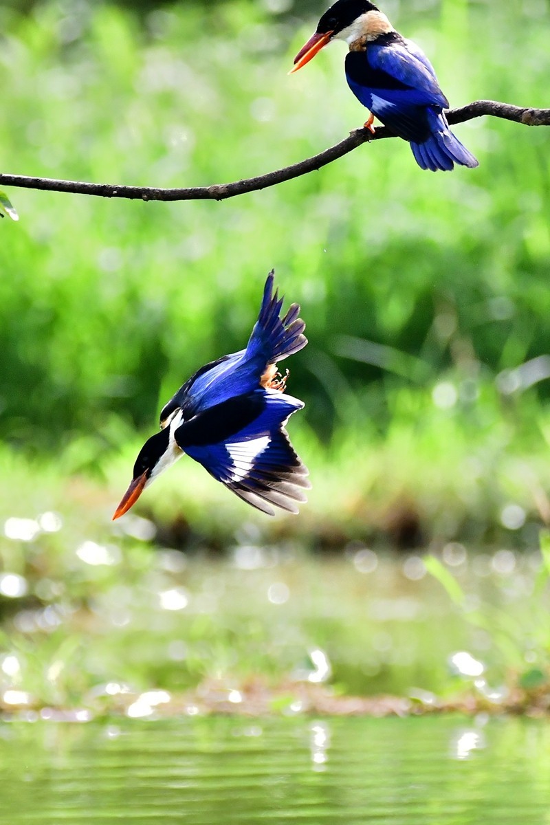 【视觉光影】 潍 坊 拍 鸟 （36）