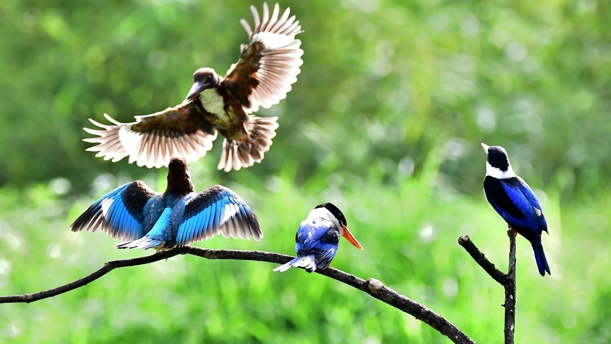 【视觉光影】 潍 坊 拍 鸟 （36）