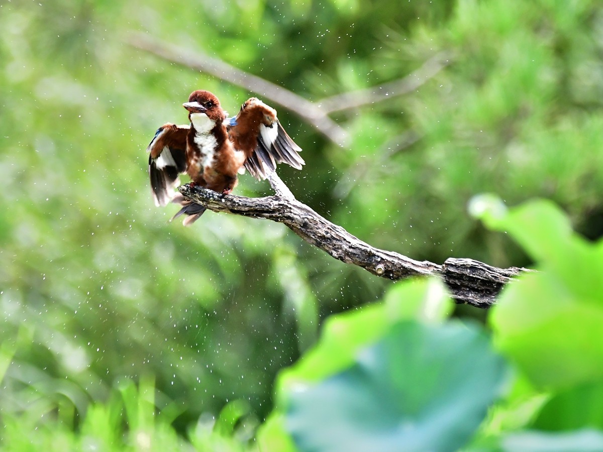 【视觉光影】 潍 坊 拍 鸟 （36）