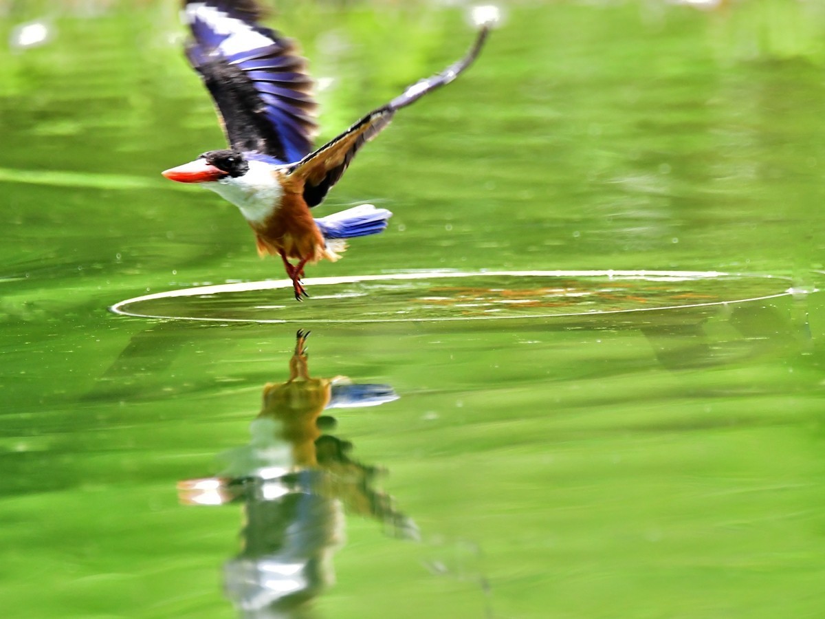 【视觉光影】 潍 坊 拍 鸟 （36）