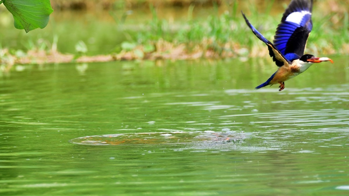 【视觉光影】 潍 坊 拍 鸟 （36）