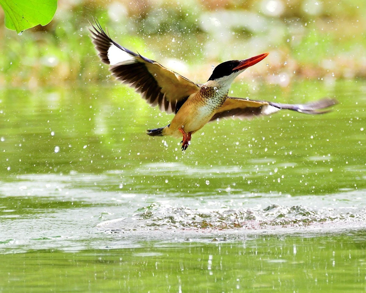 【视觉光影】 潍 坊 拍 鸟 （36）