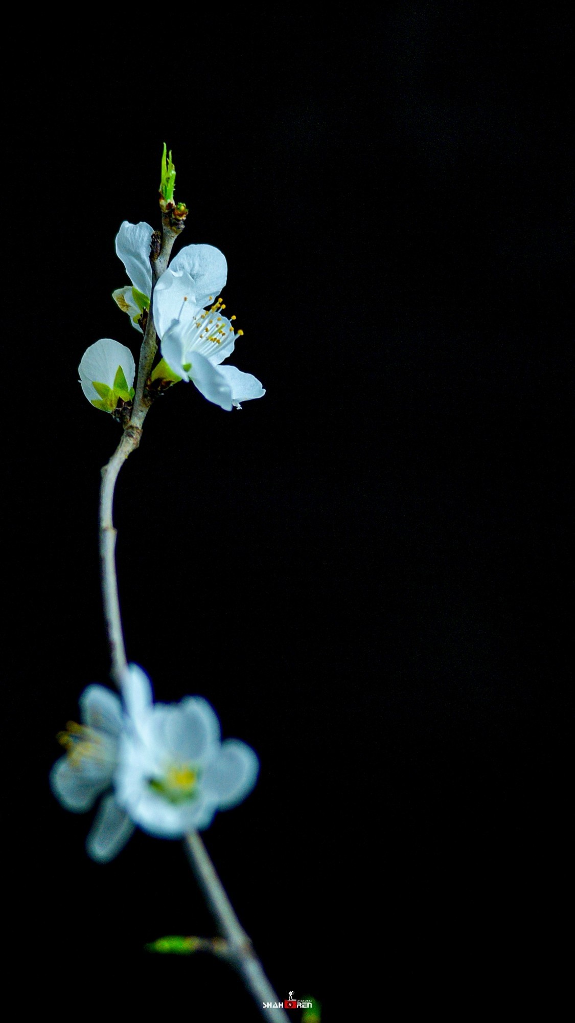 继续实拍尼康80  200 2.8d 三代