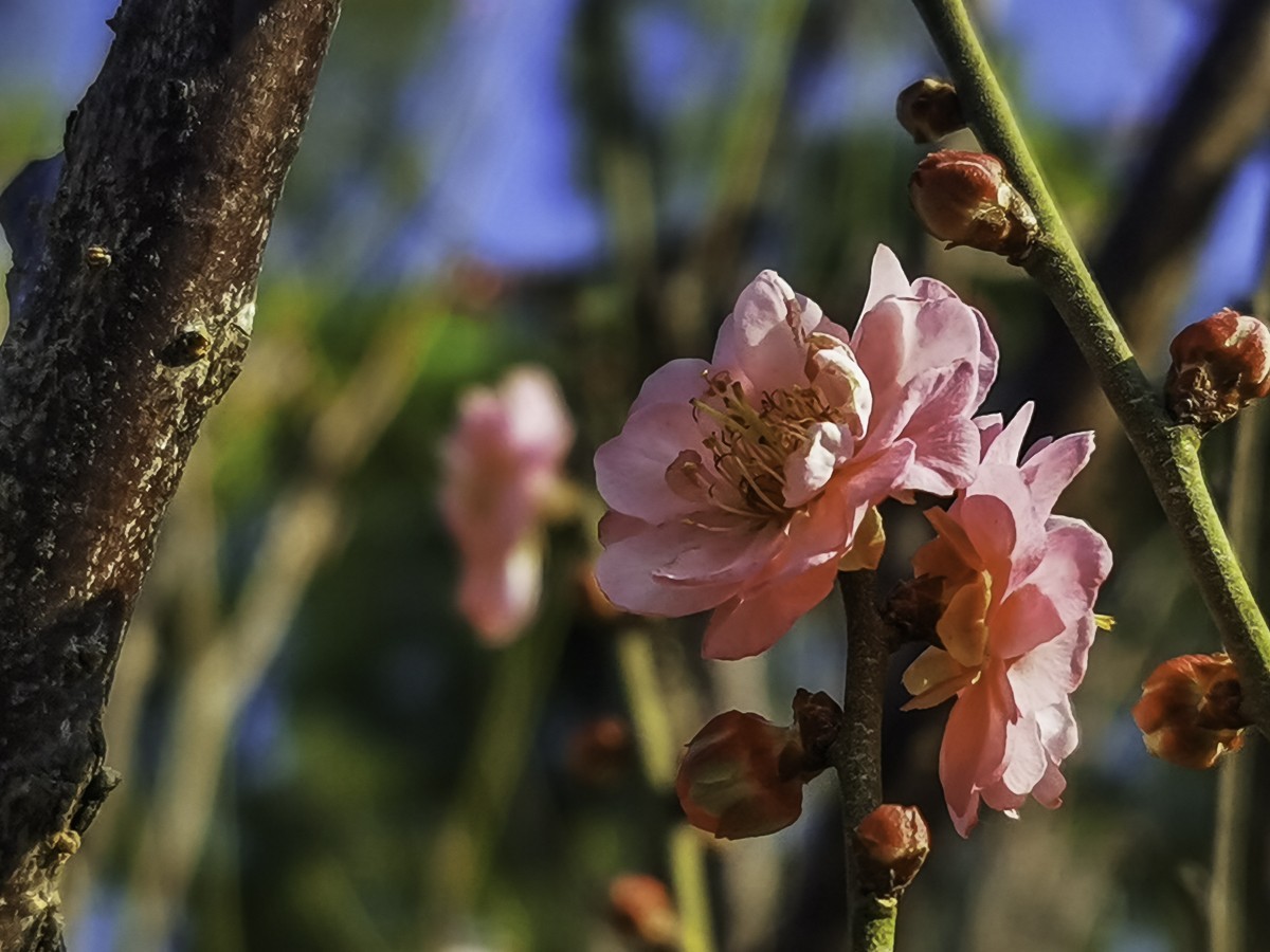 梅花