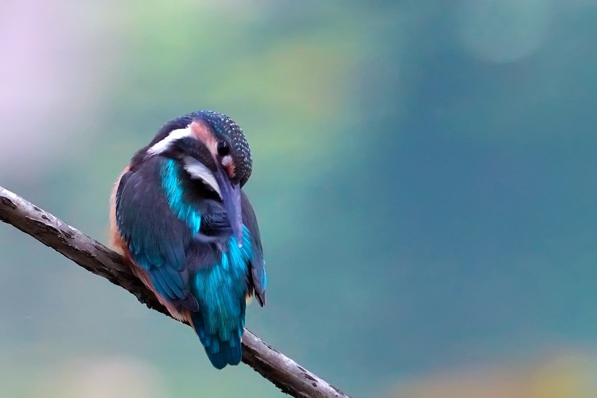 旧片_ 小翠鸟仔仔13