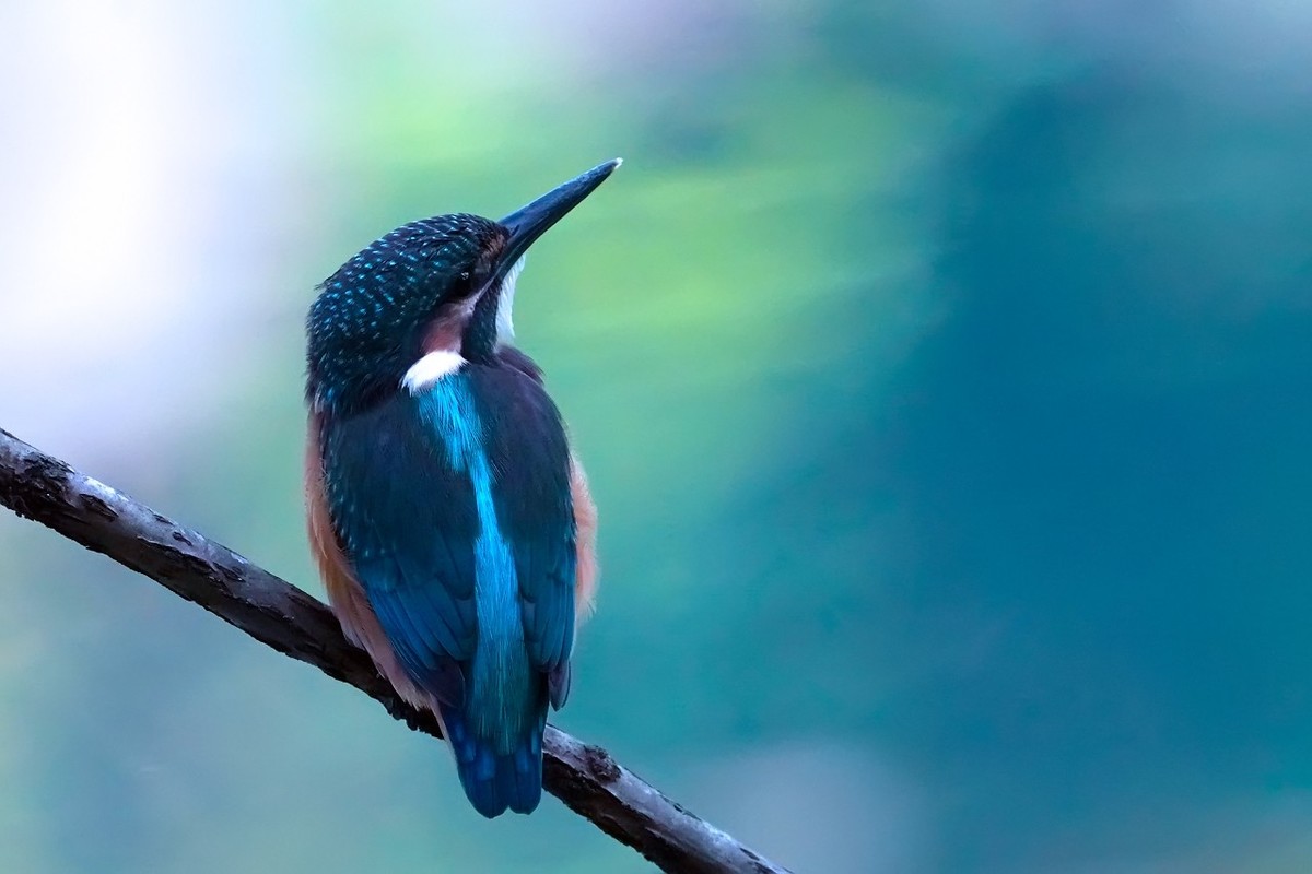 旧片_ 小翠鸟仔仔13