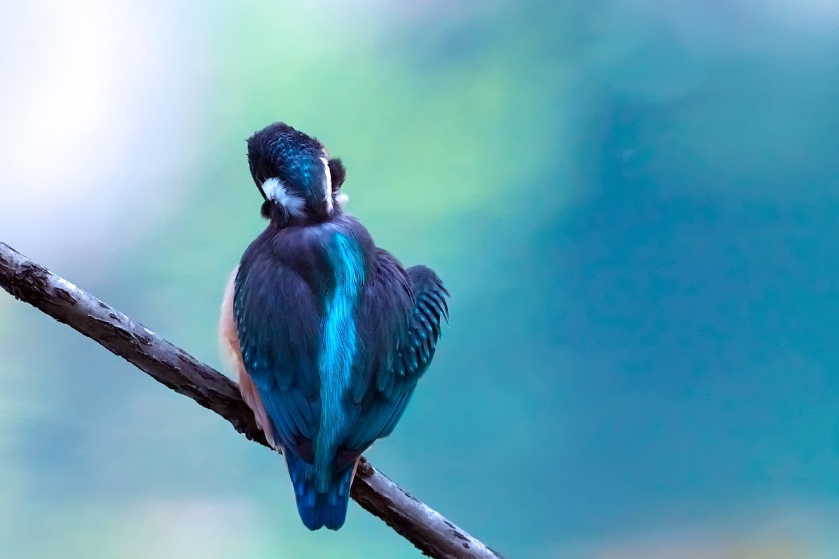 旧片_ 小翠鸟仔仔13