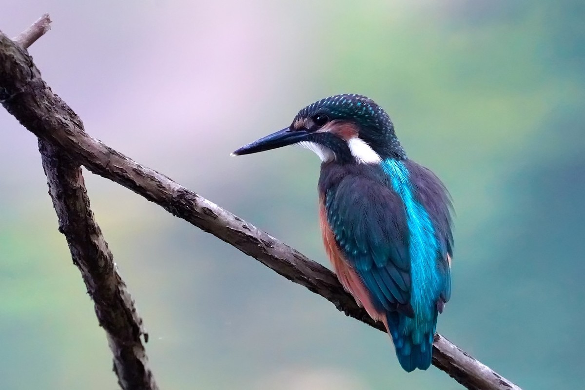 旧片_ 小翠鸟仔仔13