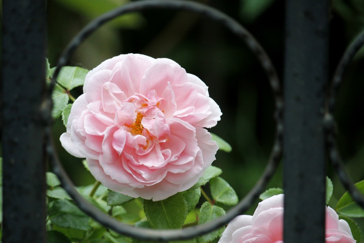 栅栏里的月季花之二