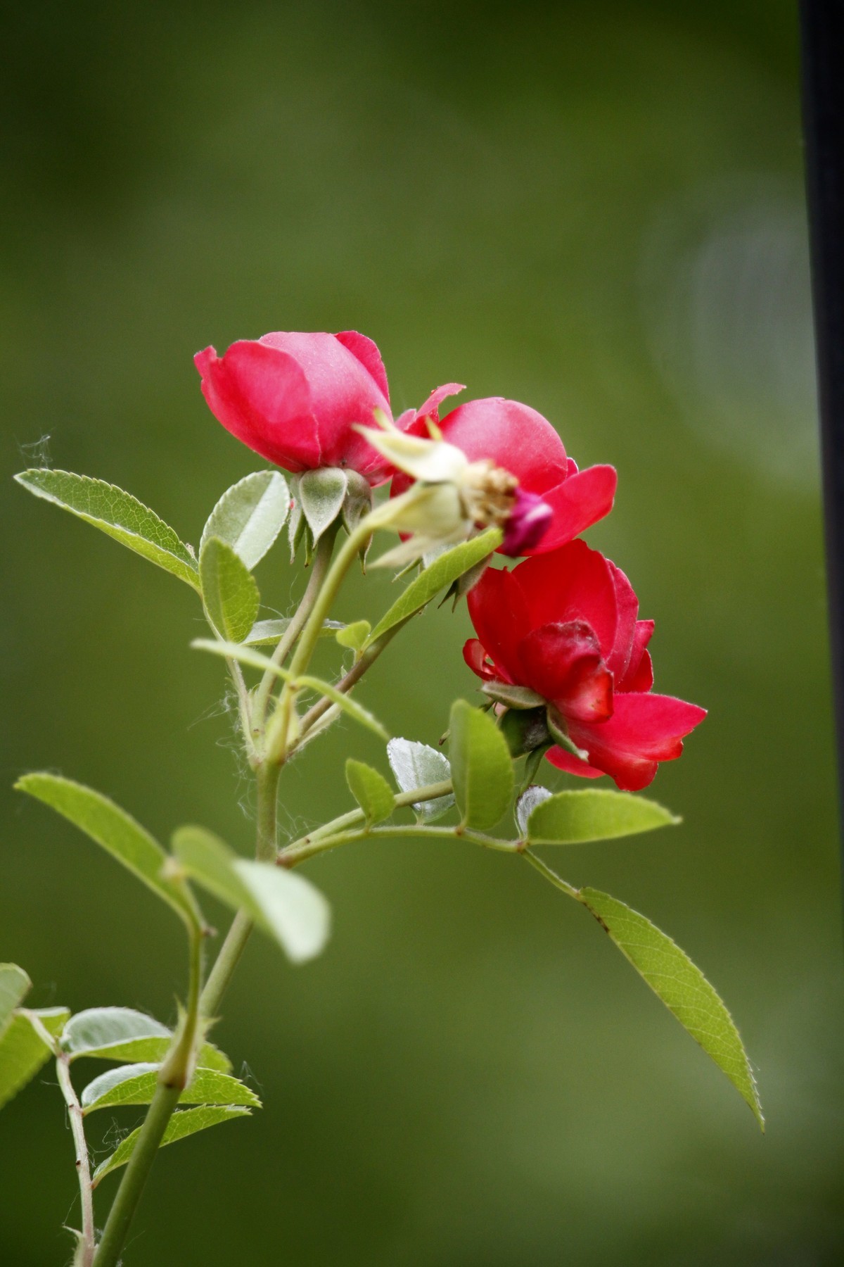 栅栏里的月季花之二