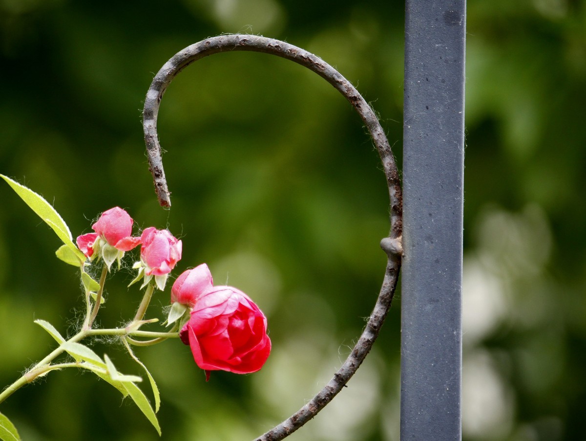 栅栏里的月季花之二