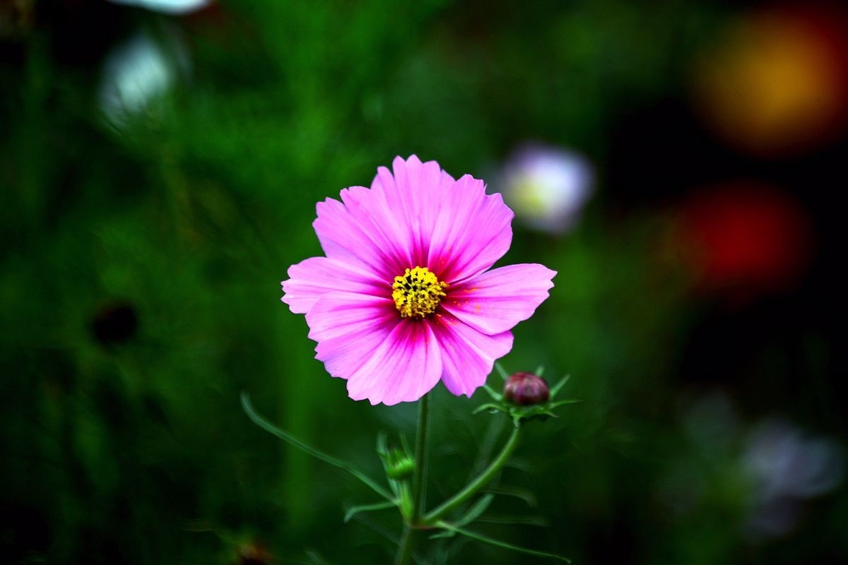 秋英，也叫波斯菊（一）