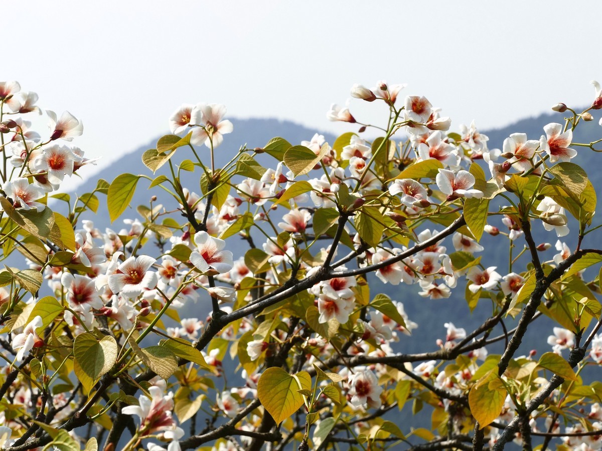 油        桐        花