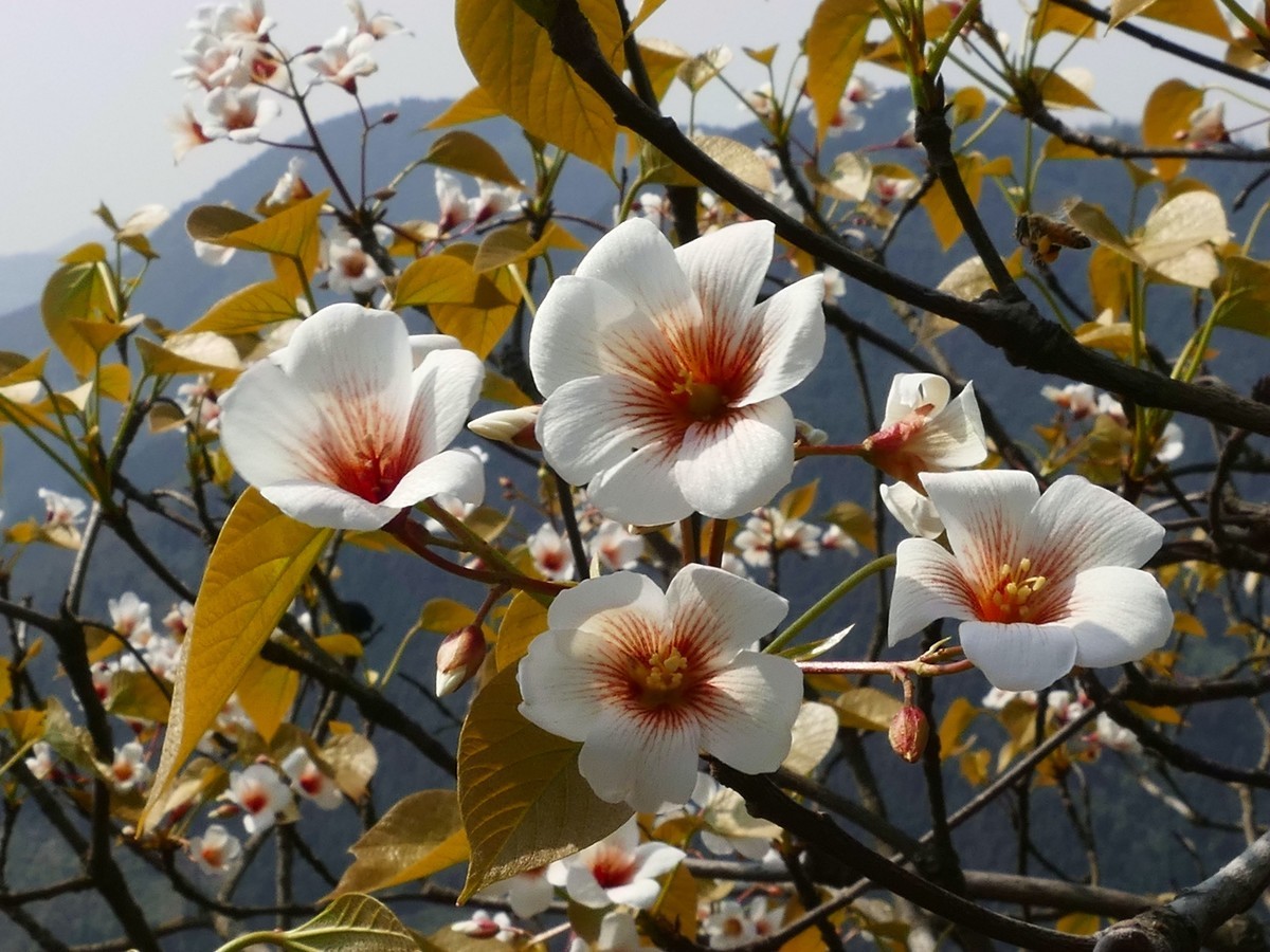 油        桐        花