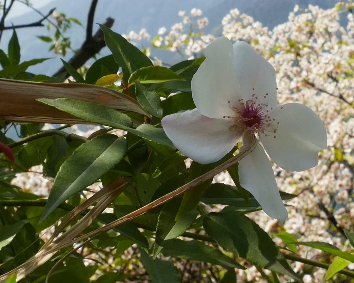 油        桐        花