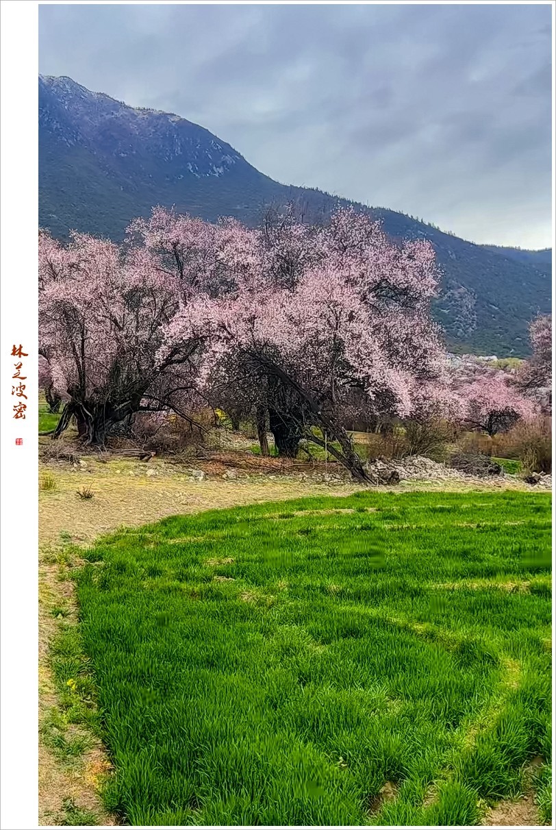 2023年第0236贴-林芝波密纪实抓拍（0409F）