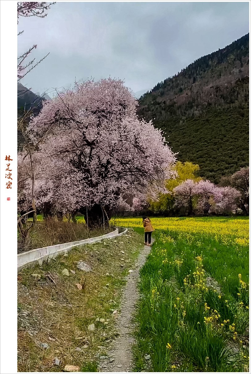 2023年第0236贴-林芝波密纪实抓拍（0409F）