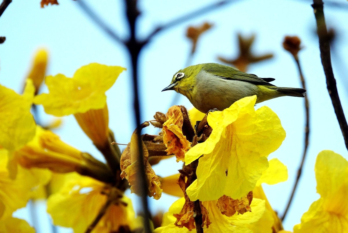 风鈴花上的绣眼 (十一)