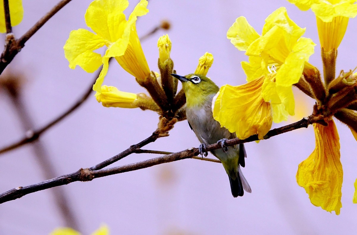 风鈴花上的绣眼 (十一)