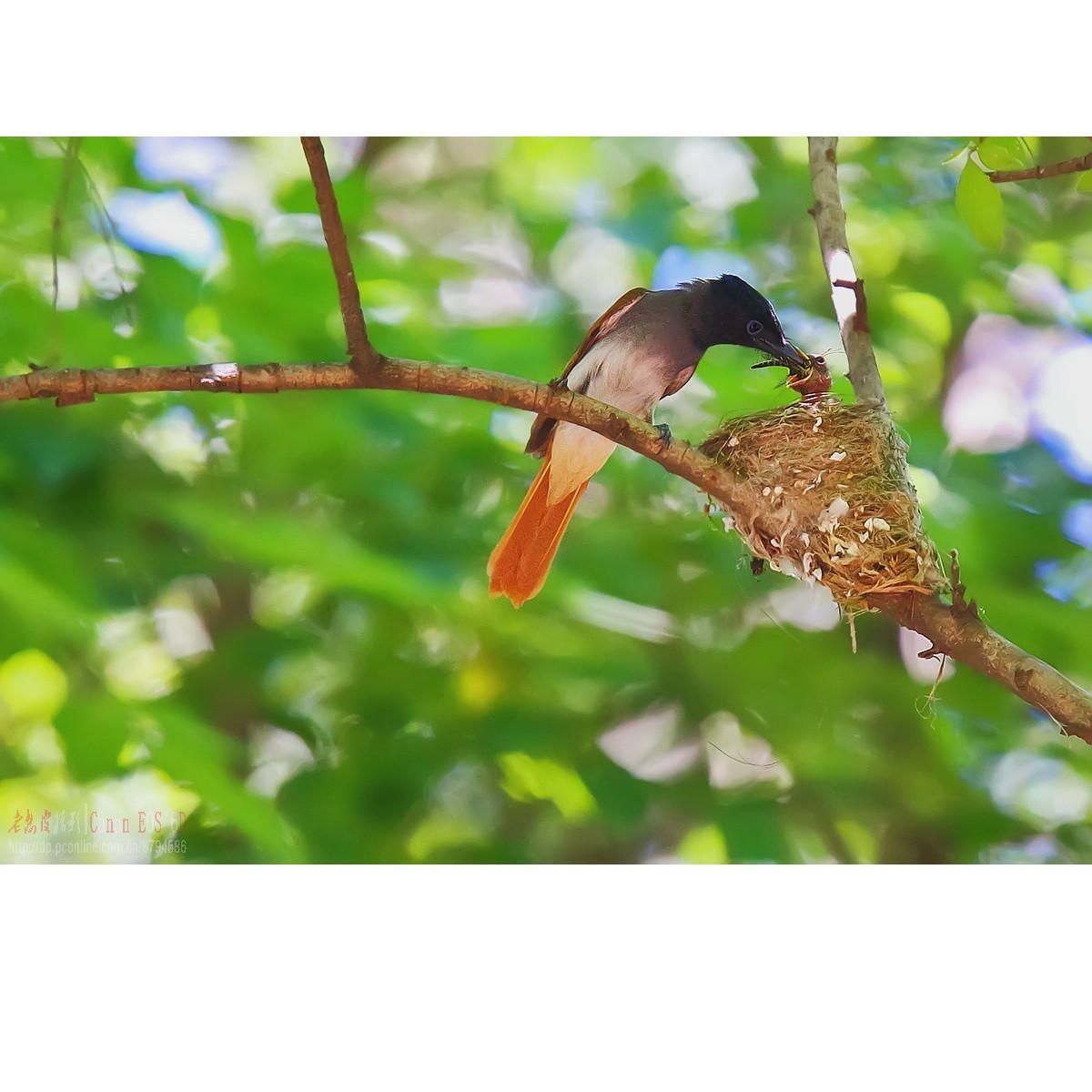 小绶带最后的影像