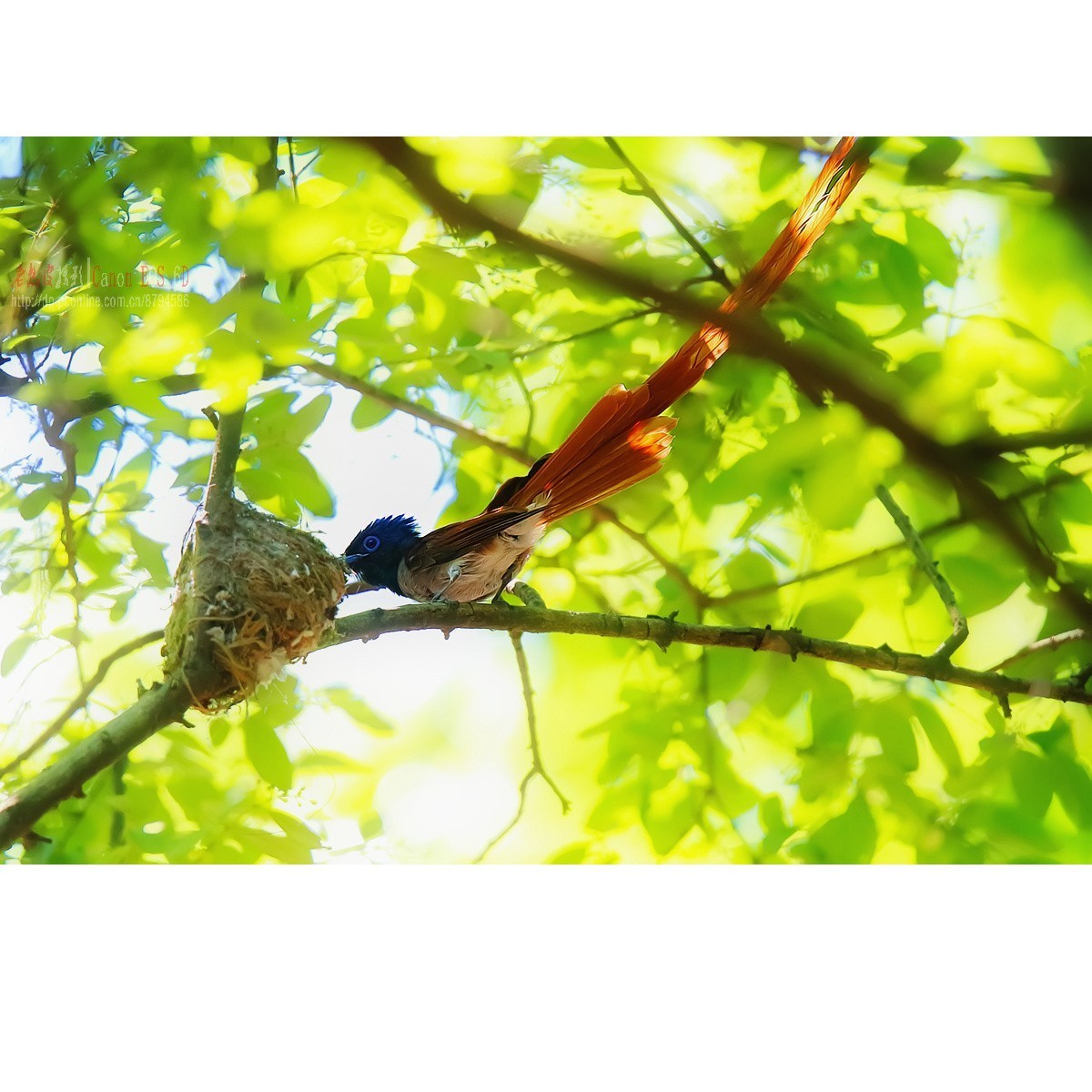 小绶带最后的影像