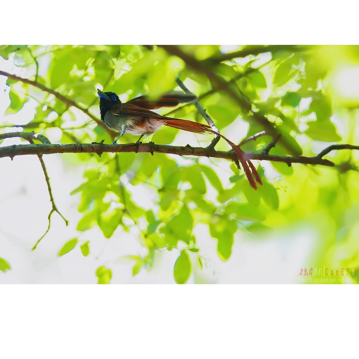 小绶带最后的影像