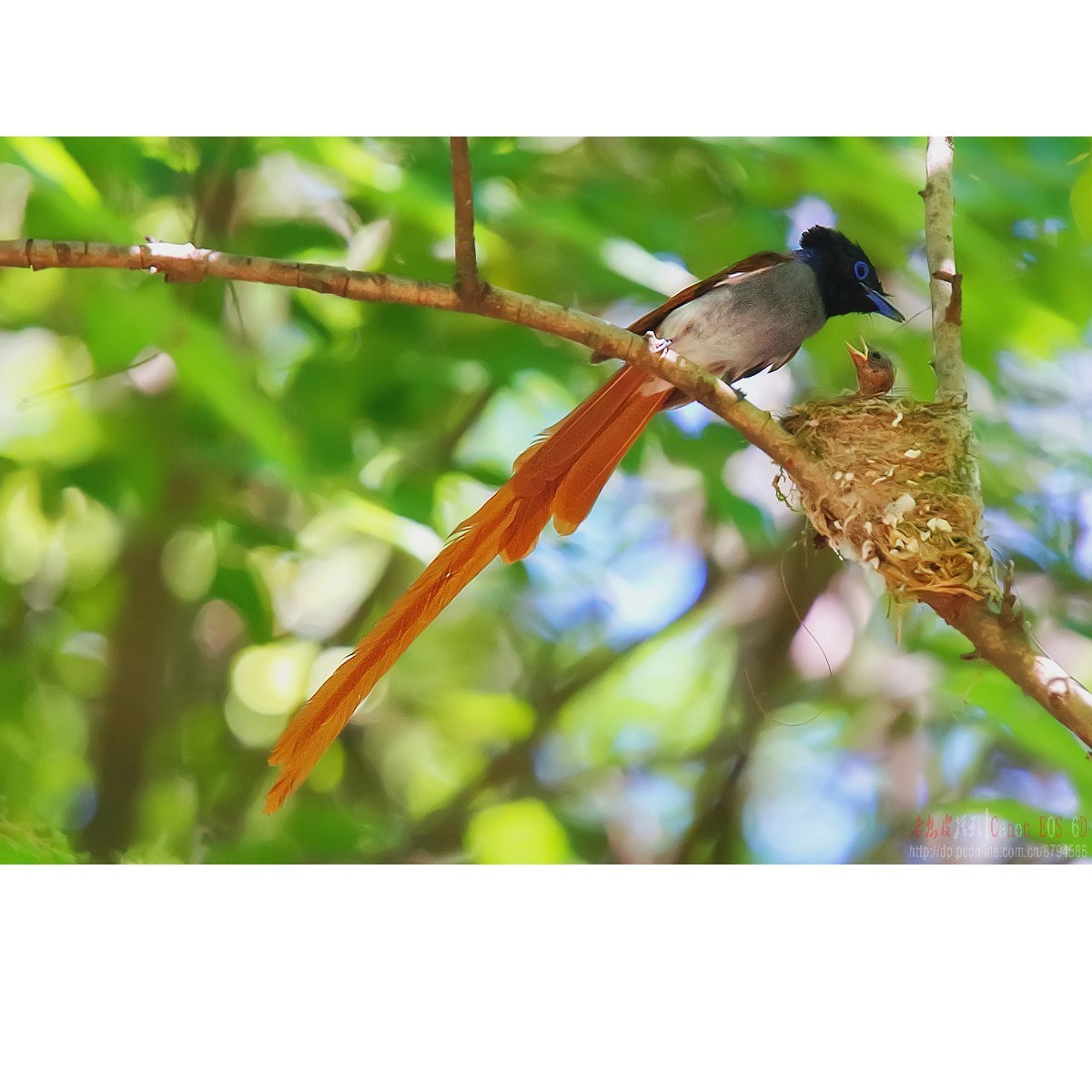 小绶带最后的影像