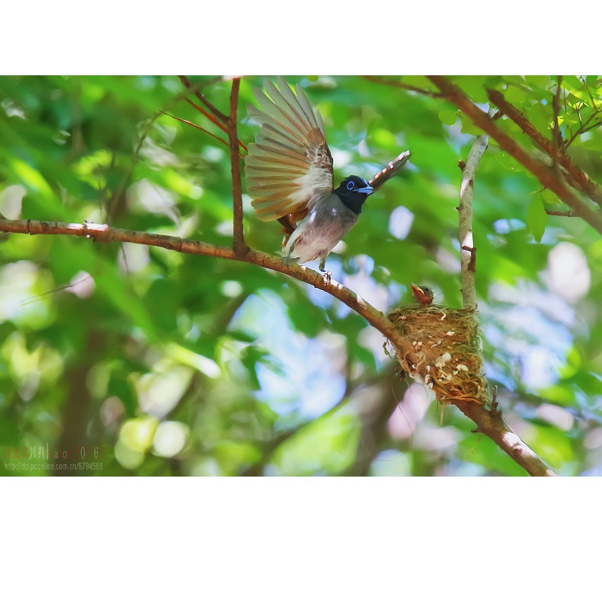 可怜的小绶带最后的影像