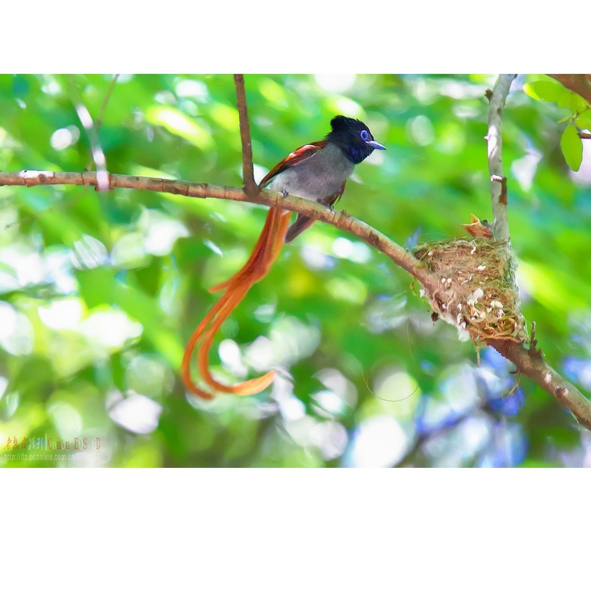 可怜的小绶带最后的影像