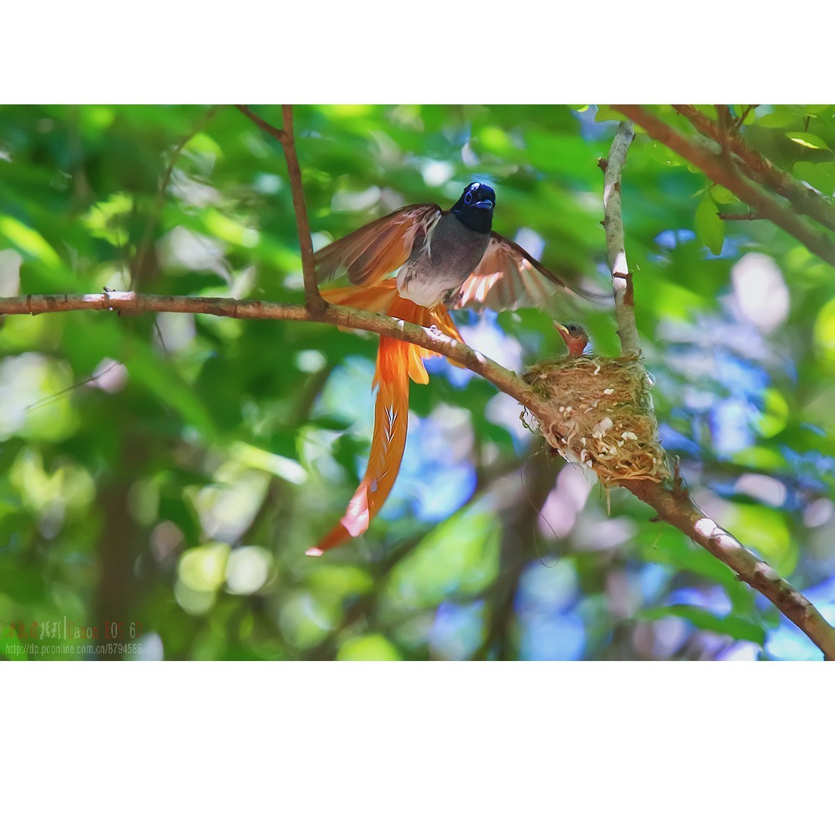 可怜的小绶带最后的影像